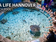 11 Fantastische Gründe, warum Sea Life Hannover ein unvergessliches Erlebnis ist 11 Fantastische Gründe, warum Sea Life Hannover ein unvergessliches Erlebnis ist
