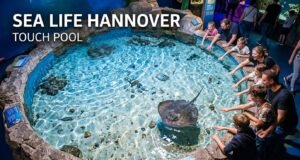 11 Fantastische Gründe, warum Sea Life Hannover ein unvergessliches Erlebnis ist 11 Fantastische Gründe, warum Sea Life Hannover ein unvergessliches Erlebnis ist